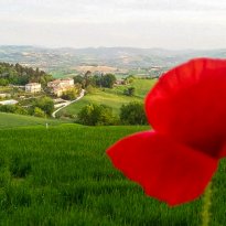 Colli al Metauro Le Marche