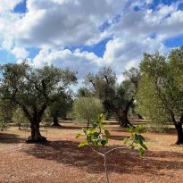 San Michele Salentino Puglia