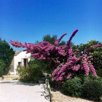 Ceglie Messapica  Puglia