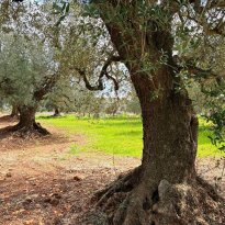 Ceglie Messapica Puglia