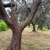 Ceglie Messapica Puglia