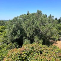 Ceglie Messapica Puglia