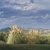 Pergola Le Marche