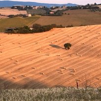 San Giorgio di Pesaro, Terre Roveresche Le Marche